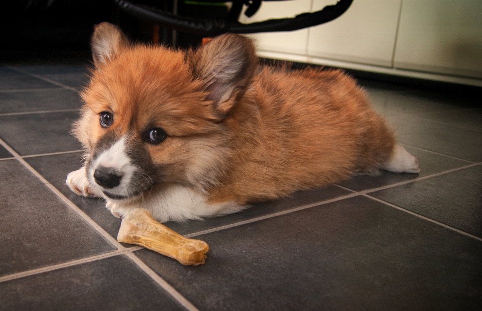 子犬 犬 動物 ペット