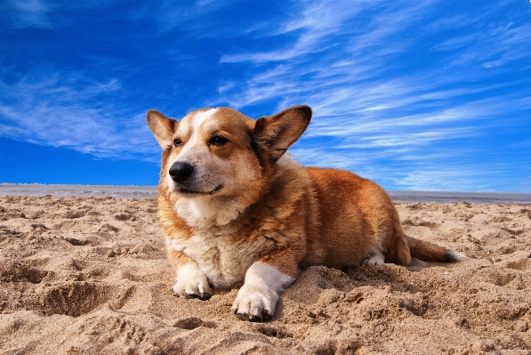 Beach puppy dog animal Photo