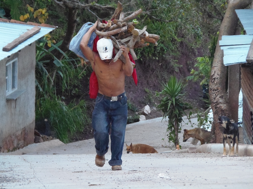 Trabajar árbol retrato vida