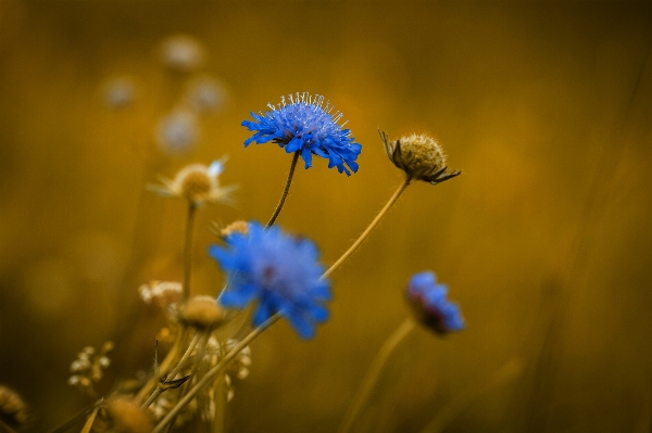 Nature blossom plant field Photo