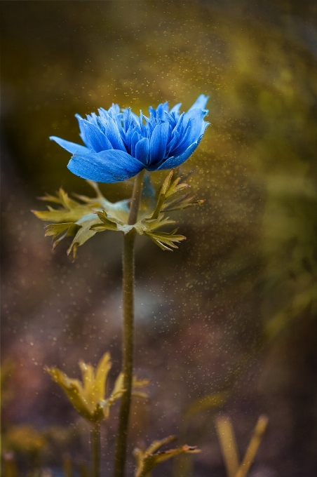 Nature fleurir usine la photographie