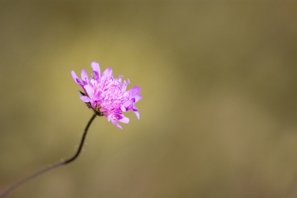 Nature branch blossom plant Photo