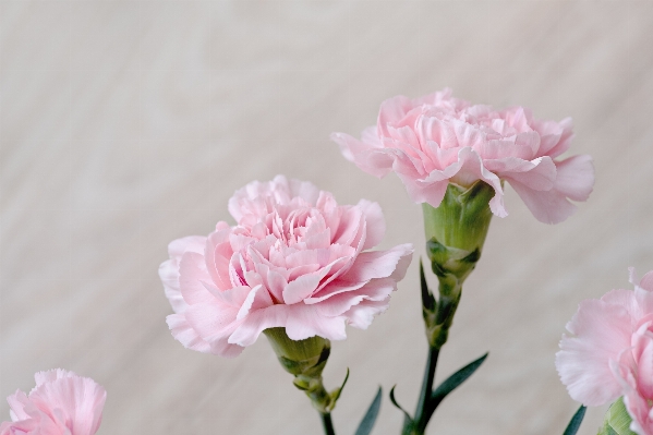 Blossom plant flower petal Photo