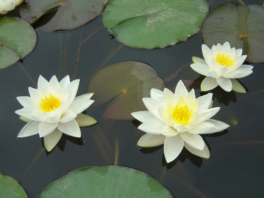 植物 花 花弁 緑 写真