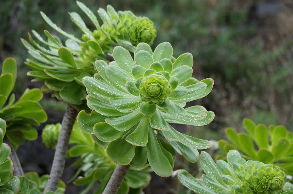 Florecer cactus
 planta hoja