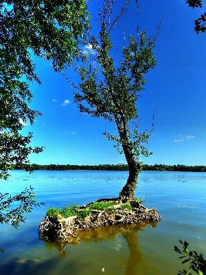 Foto Paisagem mar costa árvore