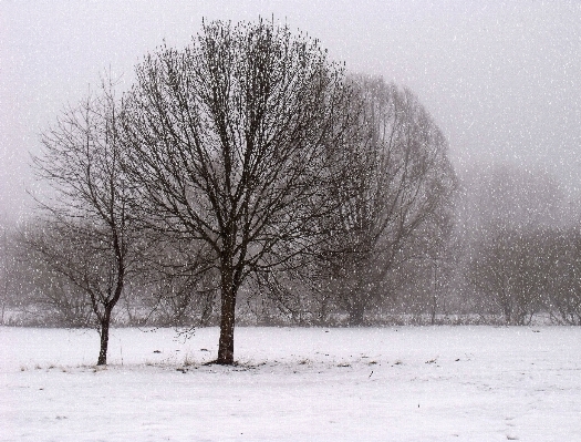 Foto Paesaggio albero natura ramo