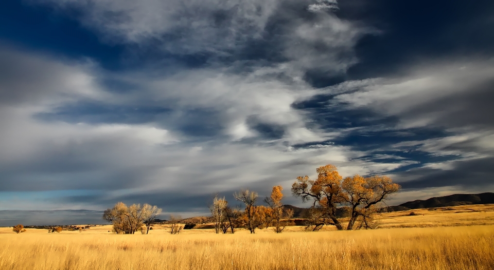 Paysage arbre nature herbe