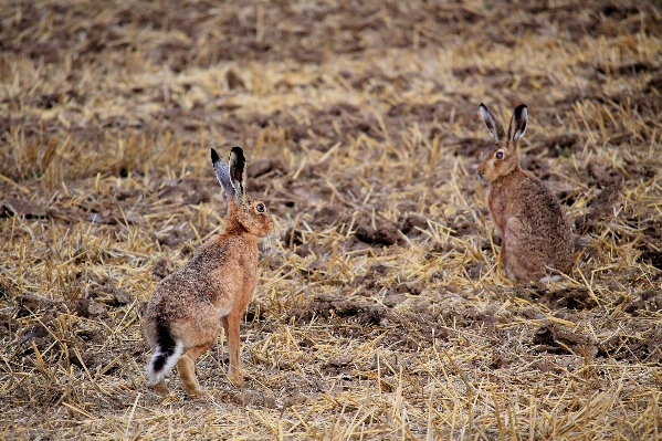 Foto Natureza campo pradaria
 animais selvagens