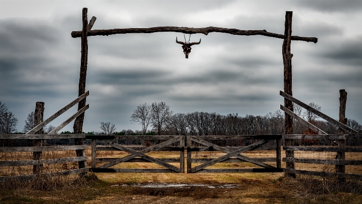 Foto Paisagem árvore cerca arame farpado
