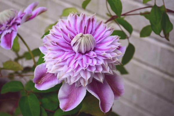 Plant flower petal botany Photo