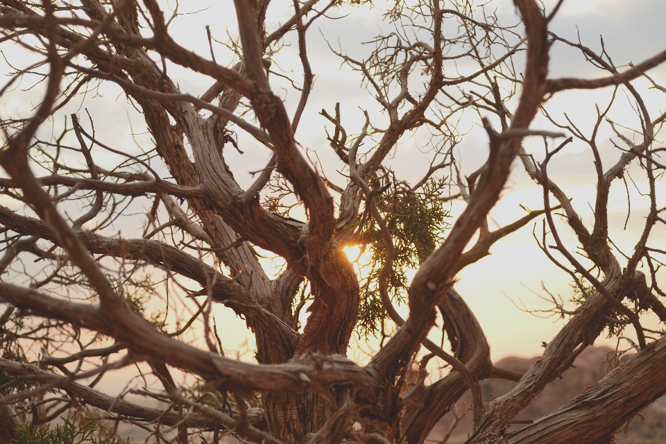 Baum zweig anlage sonnenuntergang