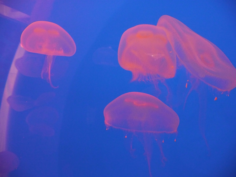 水 自然 动物园 生物学