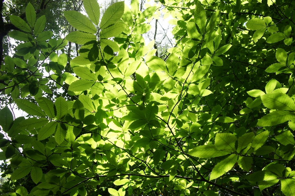 風景 木 自然 森