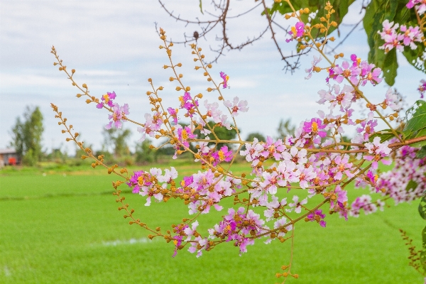 Tree branch blossom plant Photo