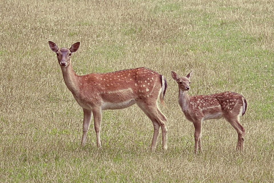 Natura prato
 animale animali selvatici