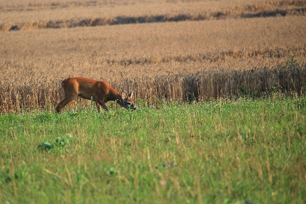 Nature grass wilderness field Photo