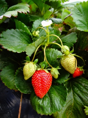 Plant fruit berry flower Photo