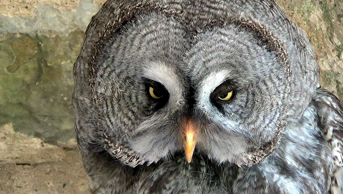 鳥 羽 野生動物 嘴 写真