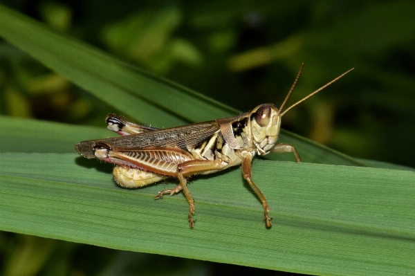 Nature grass animal wildlife Photo