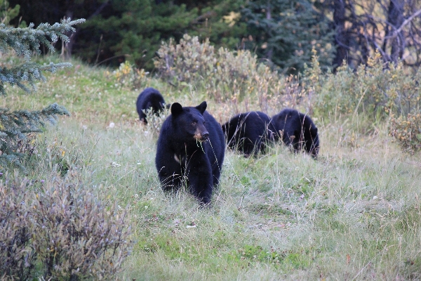 Adventure bear wildlife wild Photo