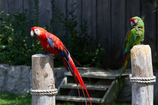 自然 鳥 かわいい プロフィール 写真