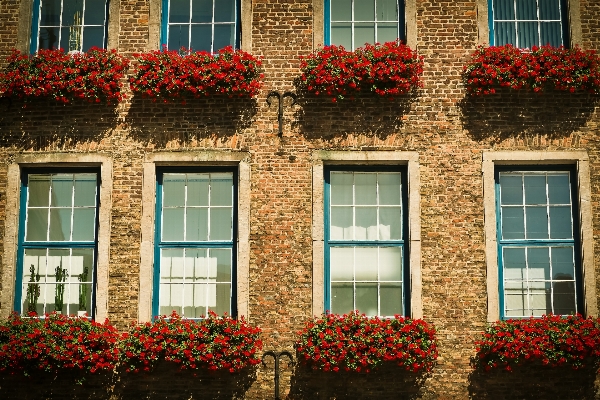 Architecture house flower window Photo