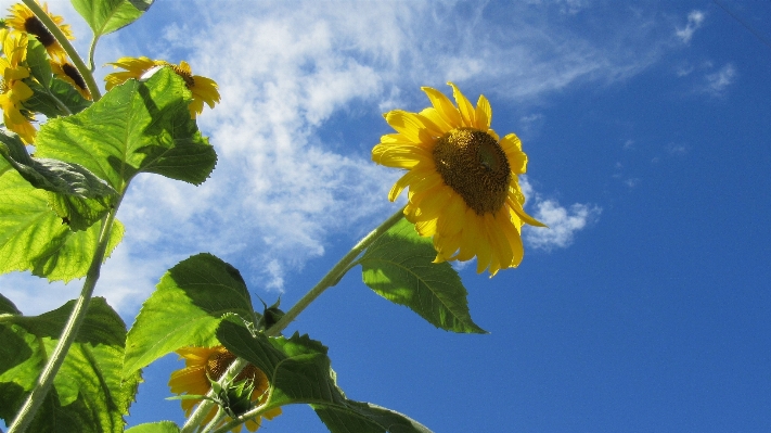 Nature blossom plant sky Photo