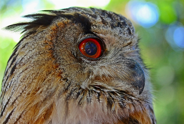 Foto Alam cabang burung melihat