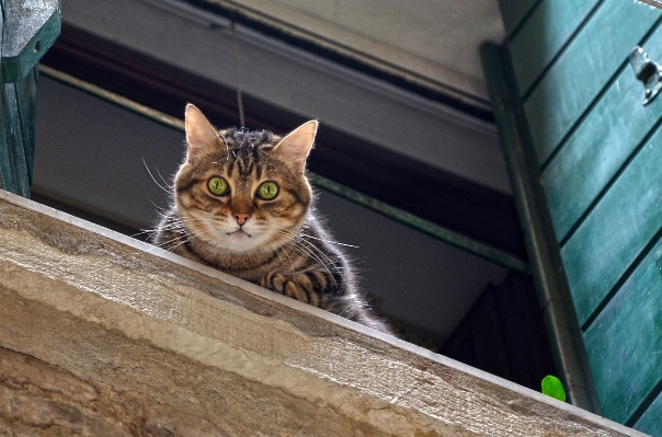 Window view animal pet Photo