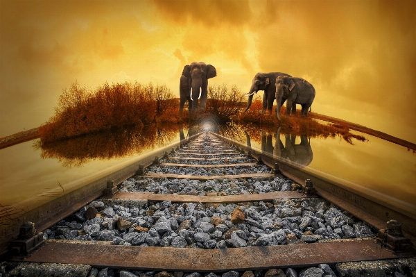 Nature track railroad sunset Photo