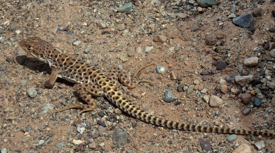 Natura selvaggia
 deserto animale