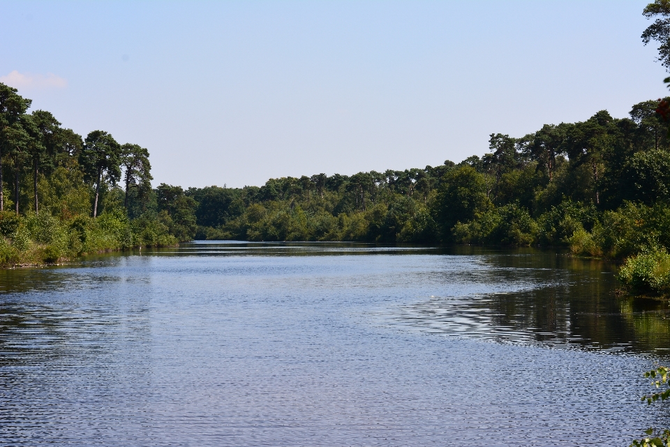 Paisagem árvore água natureza