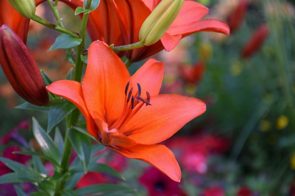 自然 花 植物 花弁 写真