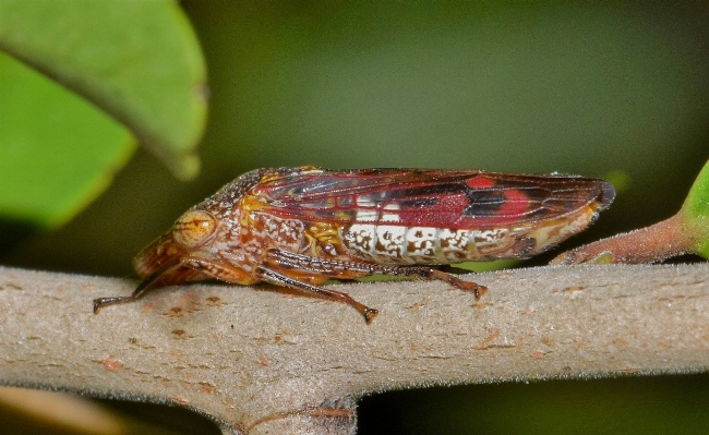 Nature animal insect macro Photo