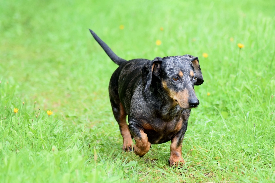 Extérieur chien mignon canin
