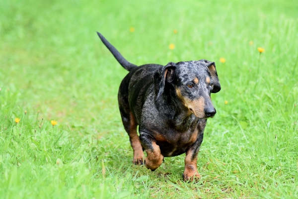 Foto All'aperto cane carino canino
