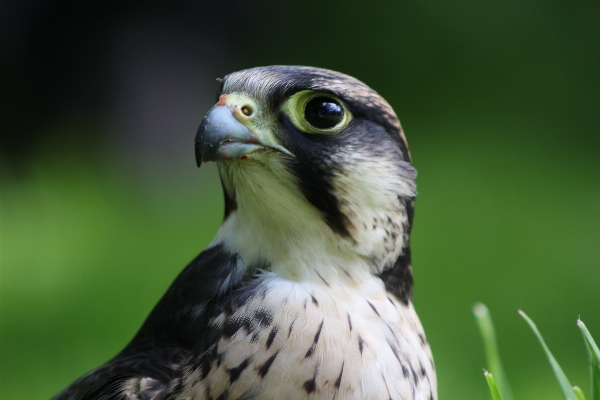 自然 アウトドア 鳥 羽 写真