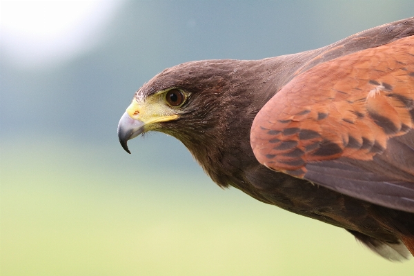 Foto Natura uccello ala animali selvatici