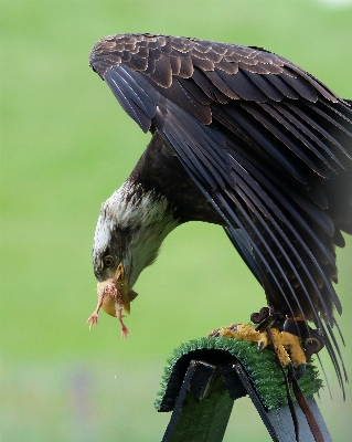 Photo Nature oiseau aile animal