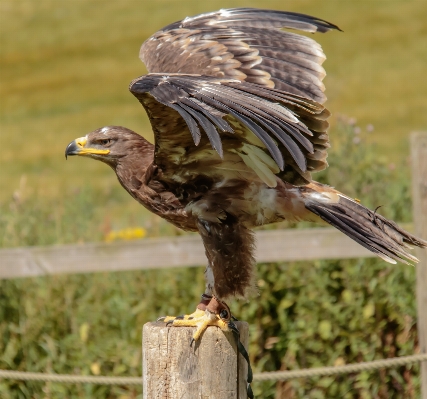 Photo Nature oiseau aile faune