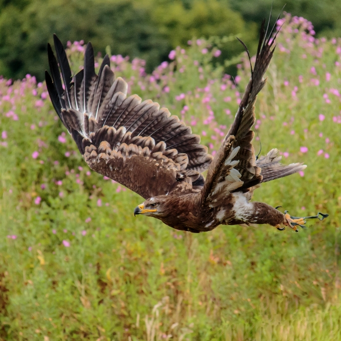 Natura uccello ala prateria
