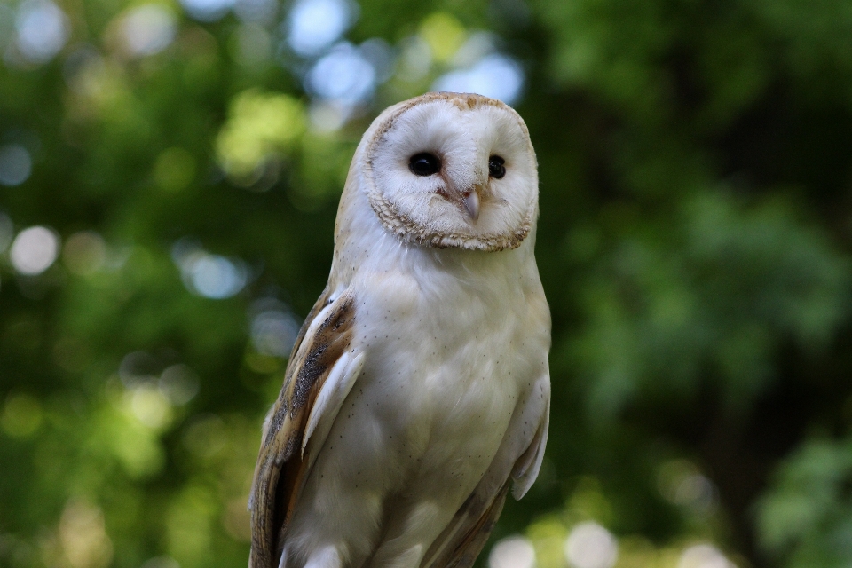 Natur vogel flügel weiss