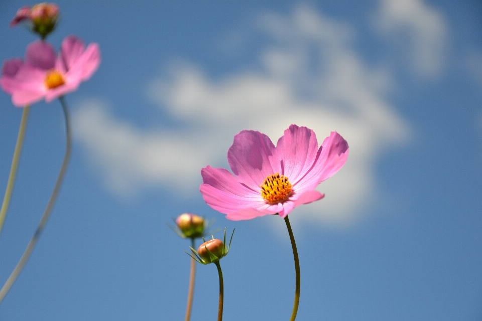 Nature blossom plant sky