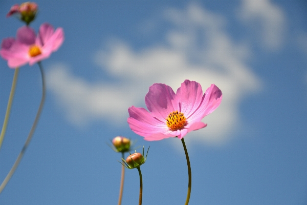 Nature blossom plant sky Photo