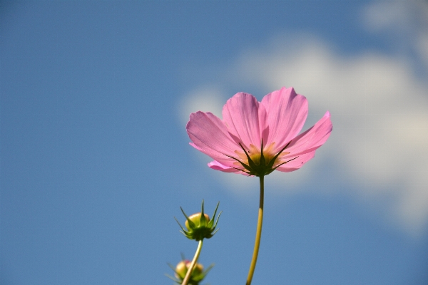 Nature blossom plant sky Photo