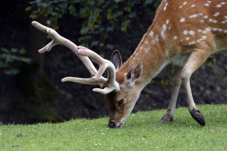 Naturaleza bosque animal masculino