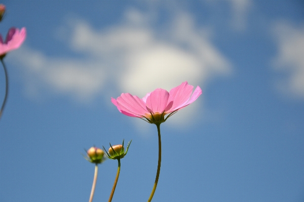 Nature blossom cloud plant Photo