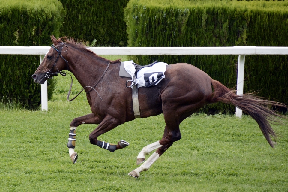 Sport animal pasture horse