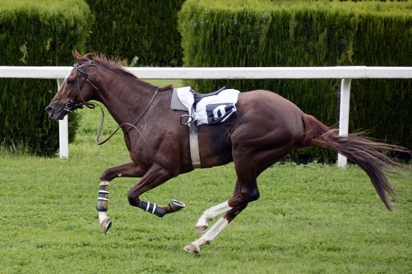 Sport animal pasture horse Photo